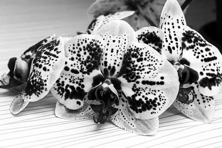 Beautiful Orchid flower on a window.Beautiful Orchid flower on aの写真素材