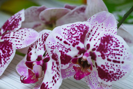 Beautiful Orchid flower on a window. Flower in the house. Decoraの写真素材