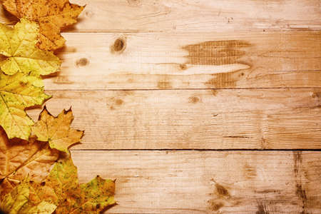 Maple leaves in autumn on a woodenの写真素材