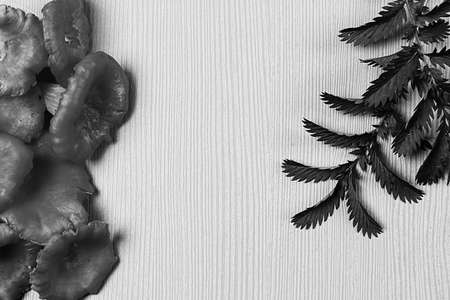 mushrooms are on the table. mushrooms are on the table. Mushroomの写真素材