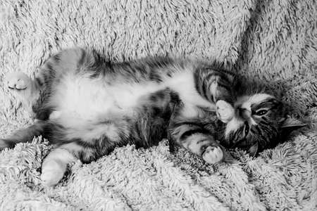 Cat lying on bed at home.Red cat lying on the bed. Pet on the coの写真素材