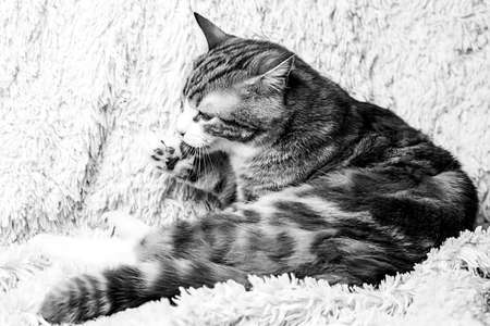 Cat lying on bed at home.Red cat lying on the bed. Pet on the co