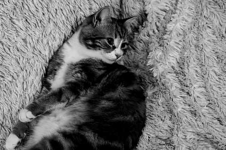 Cat lying on bed at home.Red cat lying on the bed. Pet on the coの写真素材