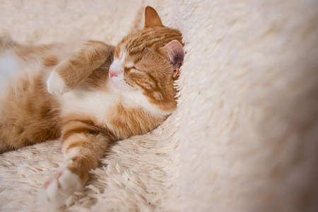 Red cat lying on the bed. Pet  couch resting. Fluffy cat sleepinの写真素材
