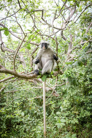 Monkeys in the natural habitat in the trees afternoon. Primates