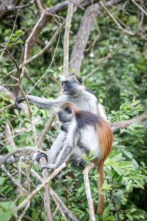Monkeys in the natural habitat in the trees afternoon. Primatesの写真素材