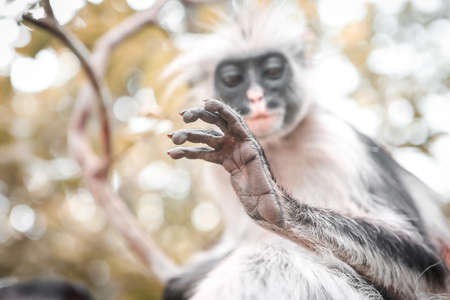 Monkeys in the natural habitat in the trees afternoon. Primatesの写真素材