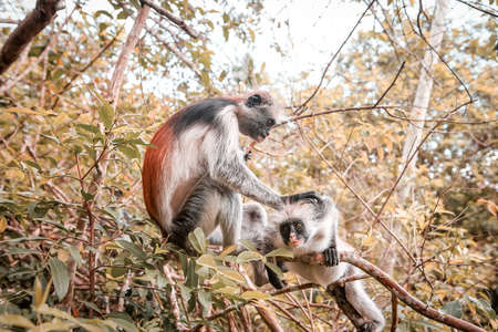 Monkeys in the natural habitat in the trees afternoon. Primatesの写真素材