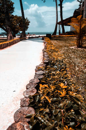 Holiday homes with palm trees in the tropics.の写真素材