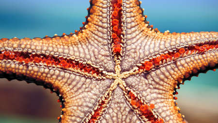 Starfish in the lagoon on the southern beach on the ocean.の写真素材