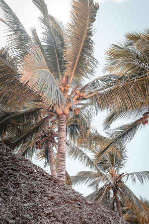 palm trees in the tropics on a hot summer day. Tourism in exotic