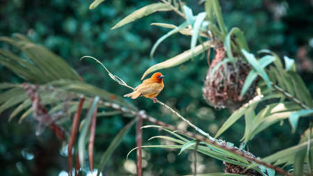A little bird sits in the green grass. The bird flew to the branの写真素材