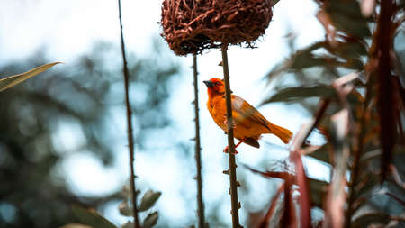 A little bird sits in the green grass. The bird flew to the branの写真素材