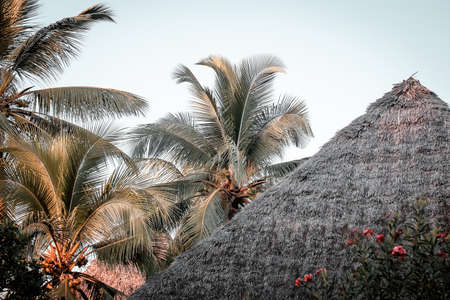 palm trees in the tropics on a hot summer day. Tourism in exoticの写真素材