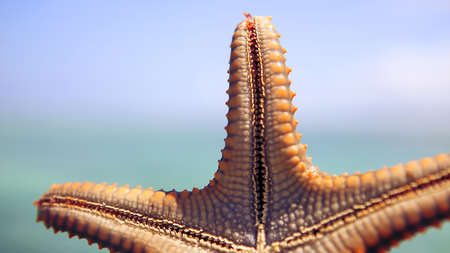 Starfish in the lagoon on the southern beach on the ocean. Marinの写真素材