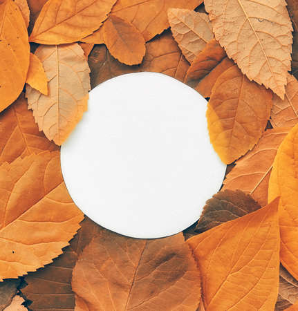 Background of yellow leaves with a paper formの写真素材