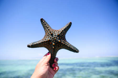 Starfish in the lagoon on the southern beach on the ocean. Marinの写真素材