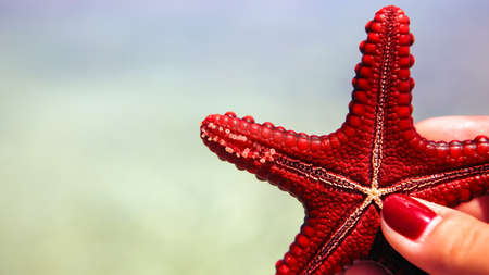 Starfish in the lagoon on the southern beach on the ocean. Marin