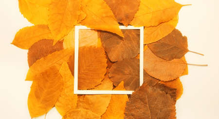 Background of yellow leaves with a paper form in the center