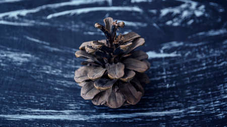 Composition of fir cones on the table. Natural background of natの写真素材