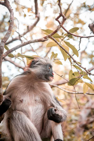 Monkeys in the natural habitat in the trees afternoon. Primates