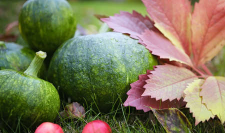 Harvest of agricultural crops sunflowers pumpkin and apples with grapes