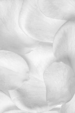 background of rose petals on a table black and white posterの写真素材