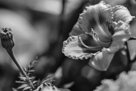Flowers in the garden by day black and white posterの写真素材
