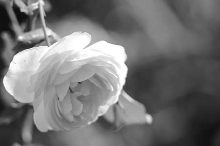 Flowers in the garden by day black and white posterの写真素材