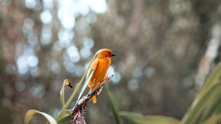 A little bird sits in the green grass. の写真素材