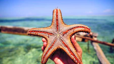 Starfish in the lagoon on the southern beach on the ocean. 