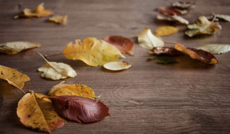Autumn objects on a wooden table a cup  and a book