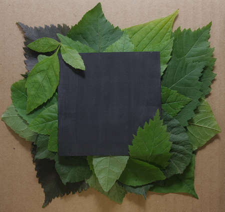 Background of green leaves with a paperの写真素材