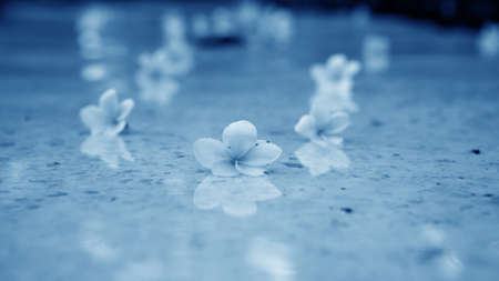 Little flowers for decoration and smell.の写真素材