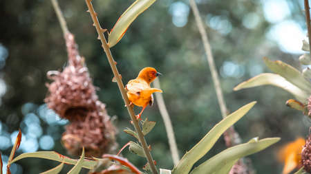 A little bird sits in the green grass. The bird flew to the branch