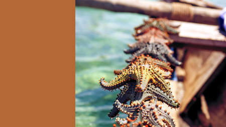 Starfish in the lagoon on the southern beach on the ocean. Marinの写真素材