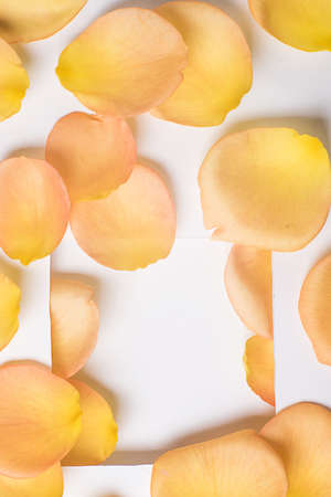 background of orange rose petalsの写真素材