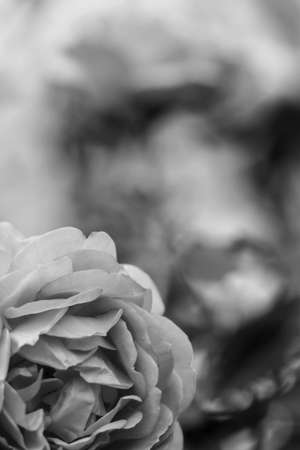 Flowers in the garden by dayの写真素材