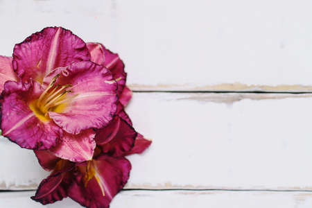 The flowers on the tableの写真素材