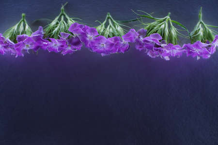 Composition of flowers in neon lightの写真素材