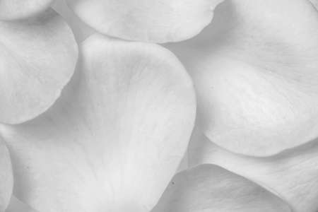 background of rose petals on a tableの写真素材