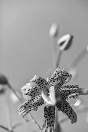 Flowers in the garden by dayの写真素材