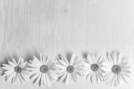 Chamomile on a wooden tableの写真素材