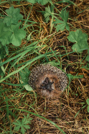 Hedgehog sitting in the grassの写真素材