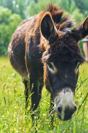 Donkey grazing in field dayの写真素材