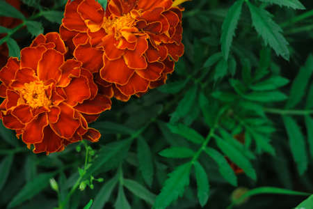 Beautiful Flower in the gardenの写真素材