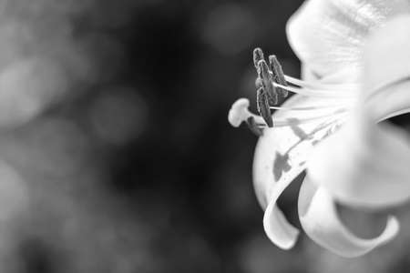 Flowers in the garden by dayの写真素材