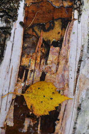 The leaves in the autumn Park. Autumn forest is beautiful. Yelloの写真素材