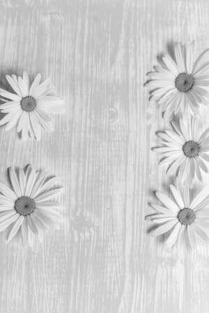Chamomile on a wooden tableの写真素材