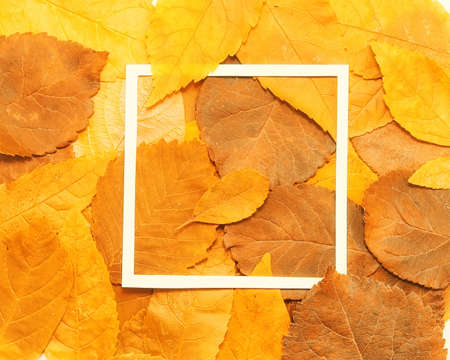 Background of yellow leaves with a paper formの写真素材